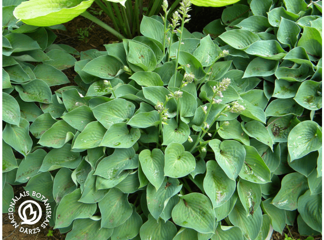 Hosta   'Blue Cadet'